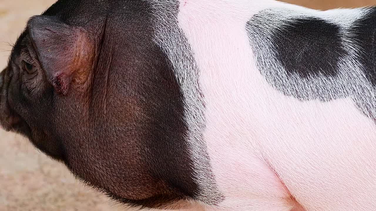 미니 돼지가 모래을 돌아다니고 있다