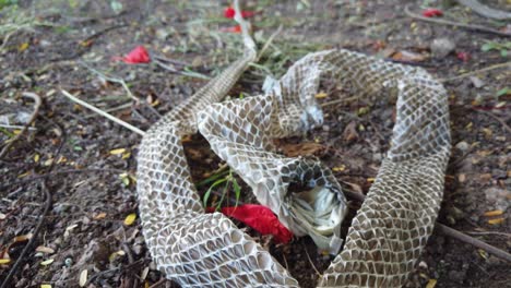 La-Serpiente-De-Rata-India,-La-Mucosa-Ptyas,-También-Conocida-Como-Serpiente-Dhaman,-Se-Despojó-De-La-Piel-En-El-Suelo