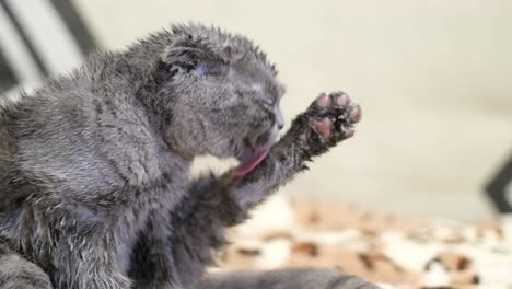closeup of a wet gray cat being tonguewashed closeup of a wet gray cat being tonguewashed cute funny domestic gray cat cleans fur with tongue purebred cat