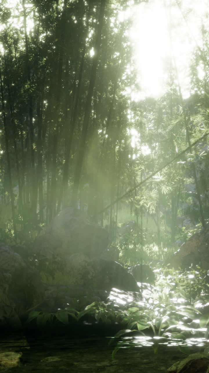 빛이 대나무 숲을 가로질러 조용한 하천을 비추고 있습니다.