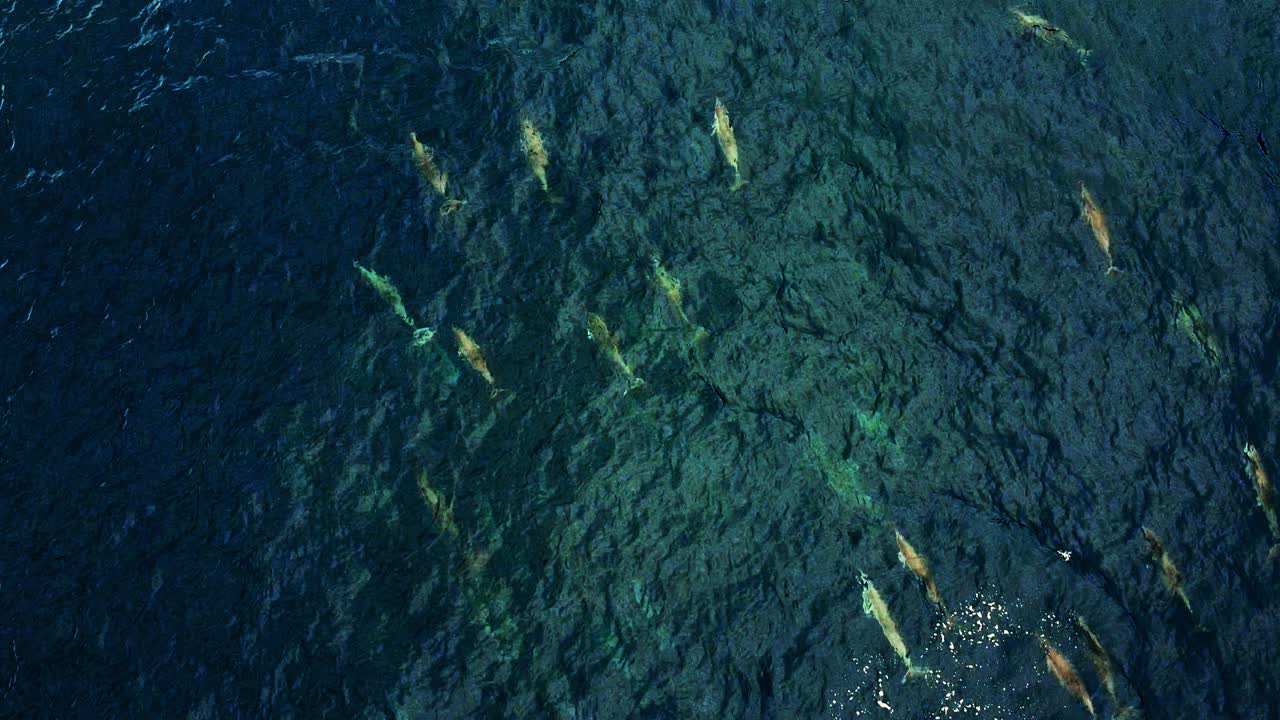 탁 트인 깊고 푸른 바다에서 수영하고 점프하는 스피너 돌고래 그룹