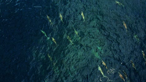 Grupo-De-Delfines-Giradores-Nadando-Y-Saltando-En-El-Mar-Azul-Profundo-Abierto