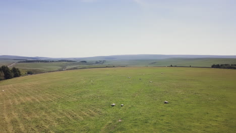 Aerial-pan-of-a-flock-of-sheep-grazing-in-a-rural-pasture-in-Dartmoor,-UK