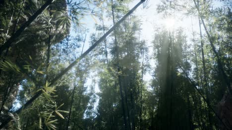 Paisaje-De-árboles-De-Bambú-En-La-Selva-Tropical,-Malasia