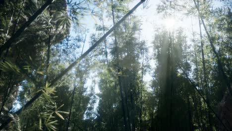 lanscape of bamboo tree in tropical rainforest, malaysia