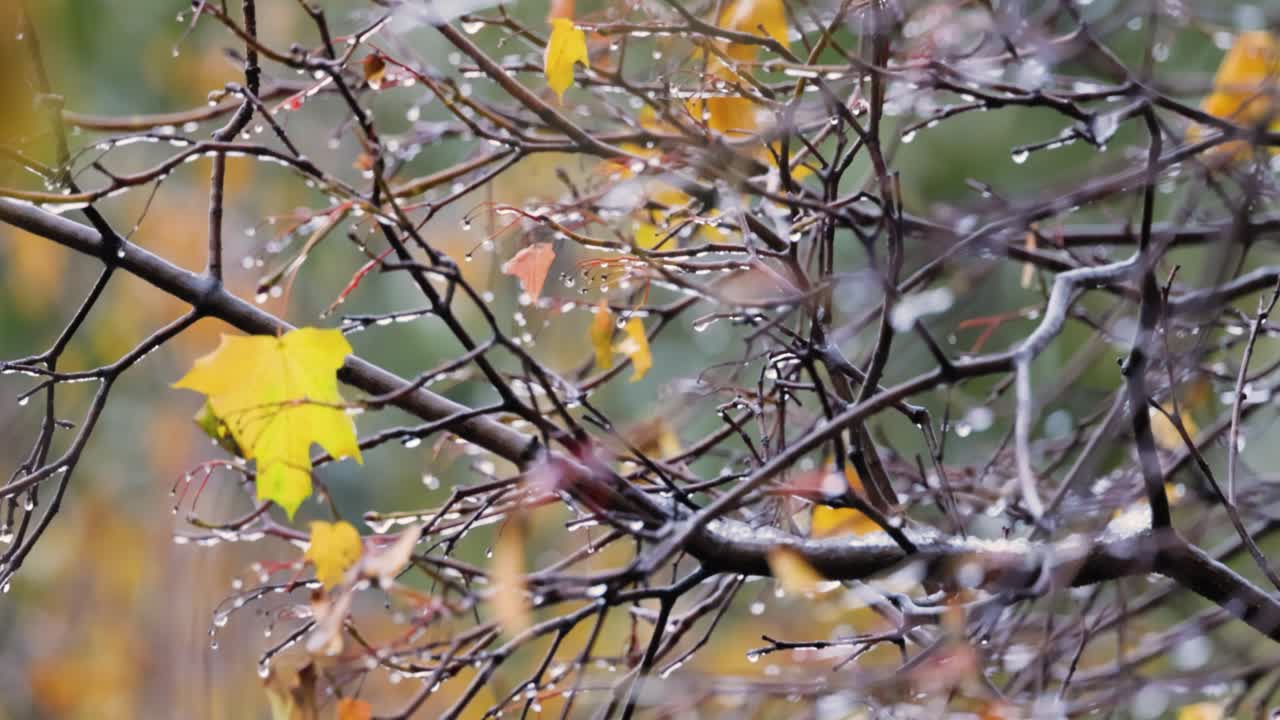 늦가을에 비가 오면 나 ⁇ 잎과 나무 가지가  ⁇ 니다.