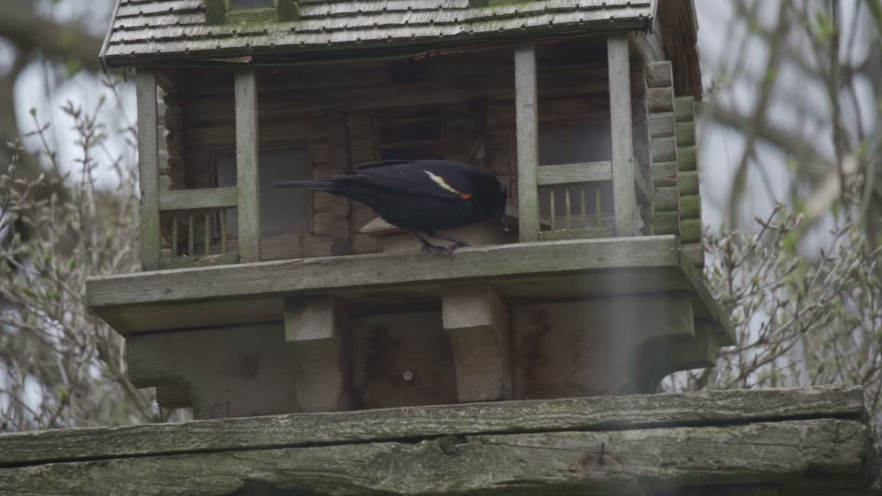 붉은 날개 블랙버드 걷고 나무 피더에 먹이