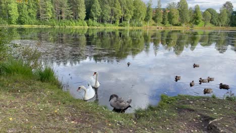 una familia de cisnes en el lago