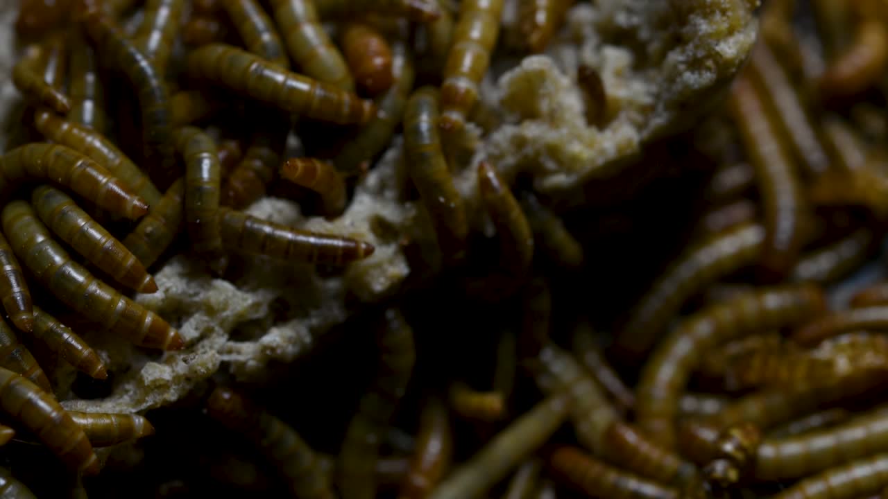 The Mealworm is a species of Darkling Beetle used to feed pets like fish, snakes, birds, and frogs