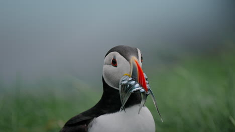 Puffin with a Beak Full of Fish