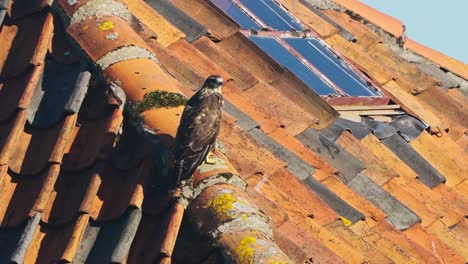 halcón peregrino posado en el techo en un día soleado