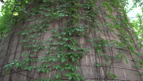 hanging vines on barn silo stock video footage