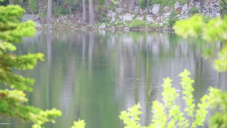 Trout-feeding-on-the-still-water-of-an-alpine-lake-in-the-morning,-tighter-framing