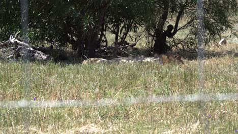 Löwe-Ruht-Auf-Dem-Gras-In-Kapstadt,-Südafrika-–-Breit