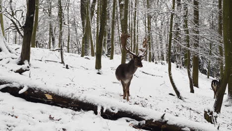 alpha male fallow deer stag standing guard in snow in a winter forest