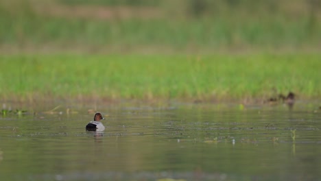 Pato-Pato-Macho-En-El-Lago