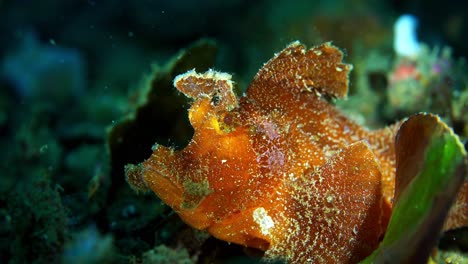 rhinopias eschmeyeri paddle-flap rhinopias scorpionfish with parasite lembeh 4k 25fps