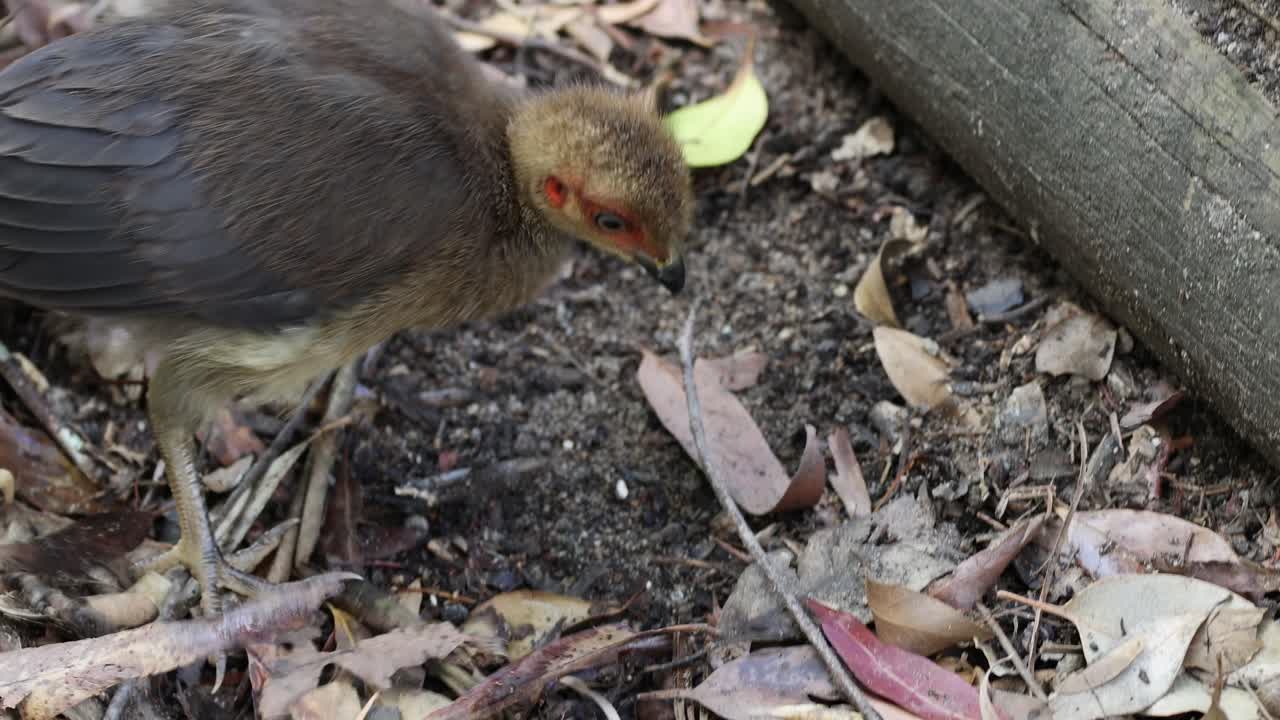 Anak burung bergerak-gerak, mematuk tanah.