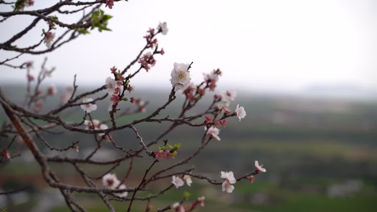 Splendido primo piano bokeh di fiori di Sakura che iniziano a sbocciare e ondeggiano dolcemente al vento