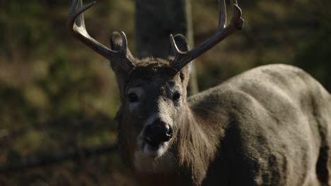 close up majestic elk, amazing horns eats and chews on food, slow motion in forest