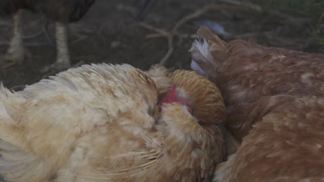 close-up shot of a chicken burrowing her head into her feathers in the yard of a farm