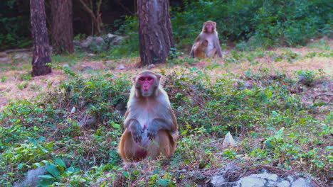 A group of Monkeys in the green forest park, A child monkey with his mother, Other monkeys running in the park