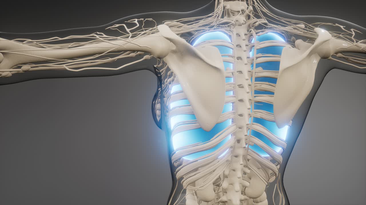 인간의 폐 방사선 검사