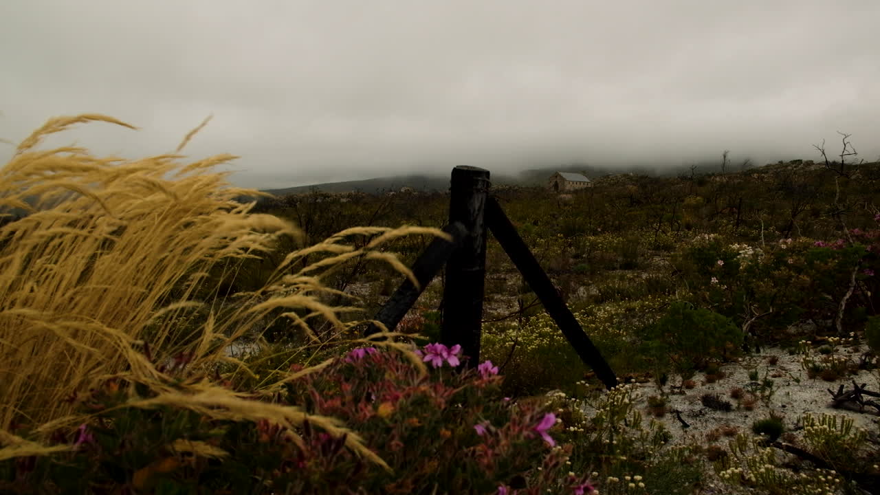 hierba alta en la mañana brumosa balanceándose en el viento después de un incendio forestal, iglesia en el fondo, escena siniestra