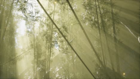 bosque de bambú asiático con tiempo de niebla matutina