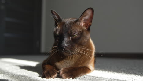 shot of young house cat. close up portrait of cat lying in sunlight