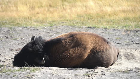 bison bull falling asleep in a dusty land of yellowstone national park