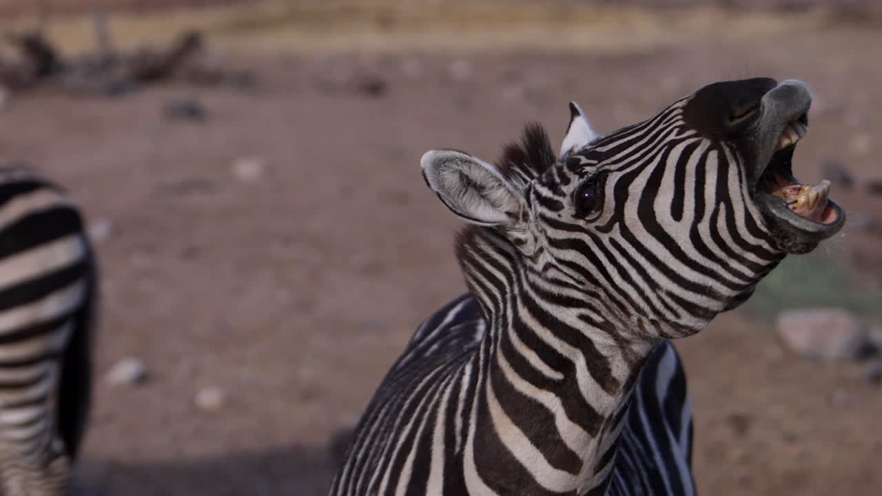 la cebra ladrando de cerca los labios slomo aleteando