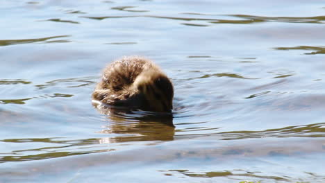 closeup of a duckling swimming in a small lake