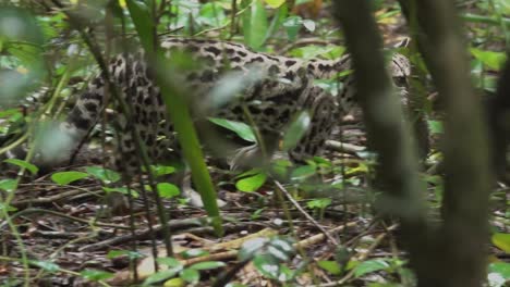 Un-Ocelote-Margay-Lleva-Una-Rata-Por-El-Suelo-De-La-Selva-En-Belice