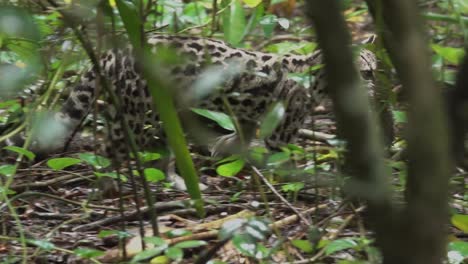 un ocelote margay lleva una rata por el suelo de la selva tropical en belice