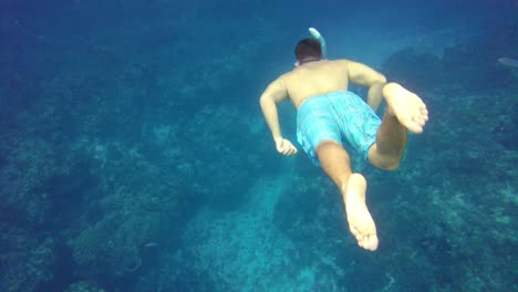 A-fearless-snorkeler-plunges-into-the-depths-of-turquoise-ocean,-surrounded-by-coral-reefs-and-a-array-of-sea-creatures