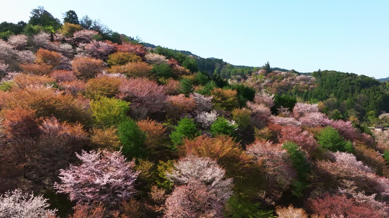 Aerial closes up pink Sakura cherry blossom trees flowers, Japanese spring Landscape in Mount Yoshino