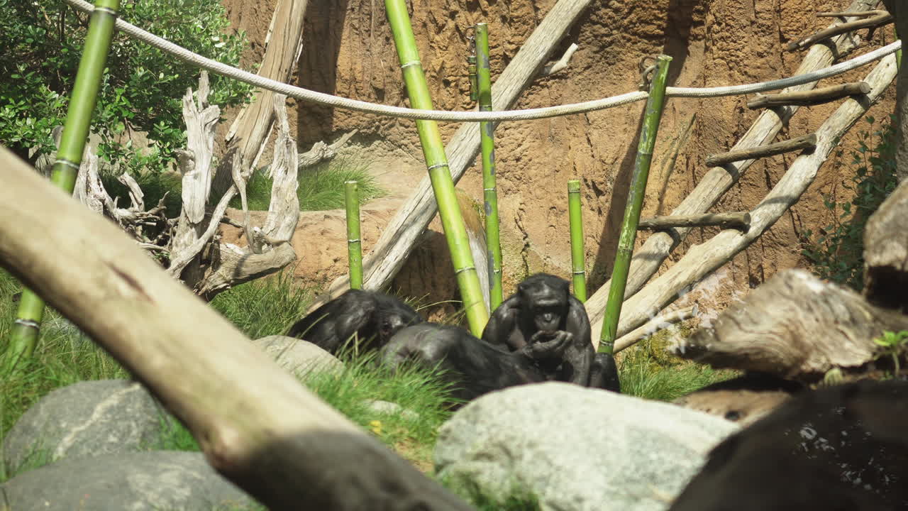 Gruppo di scimpanzé nello Zoo di San Diego