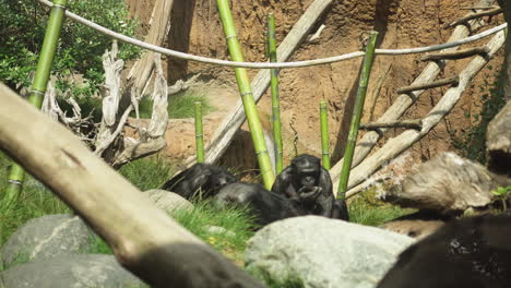 Gruppe-Von-Schimpansen-Im-Zoo-Von-San-Diego