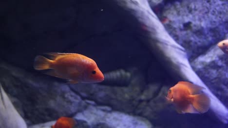 colorful fish in an aquarium