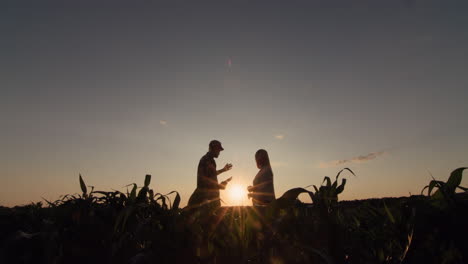 silhouettes of two farmers in a corn field. working at sunset, using a tablet