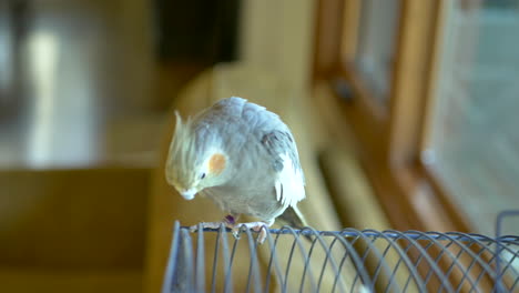 pet cockatiel parakeet standing on top of its cage looking curiously at the camera