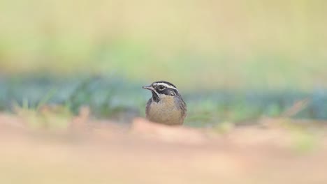 Black-throated-accentor-feeding-on-Ground-in-Morning-of-Winter