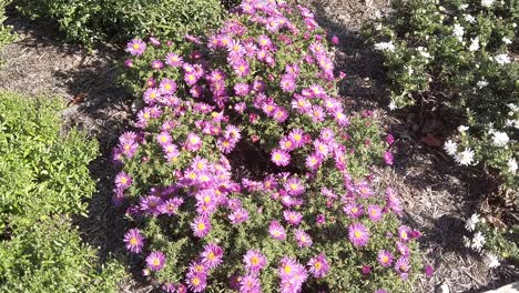 Pequeñas-Margaritas-Rosadas-De-Michaelmas-A-La-Luz-Del-Sol