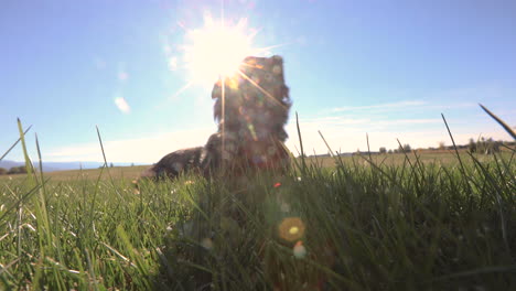 perro acostado en el campo de hierba 4k