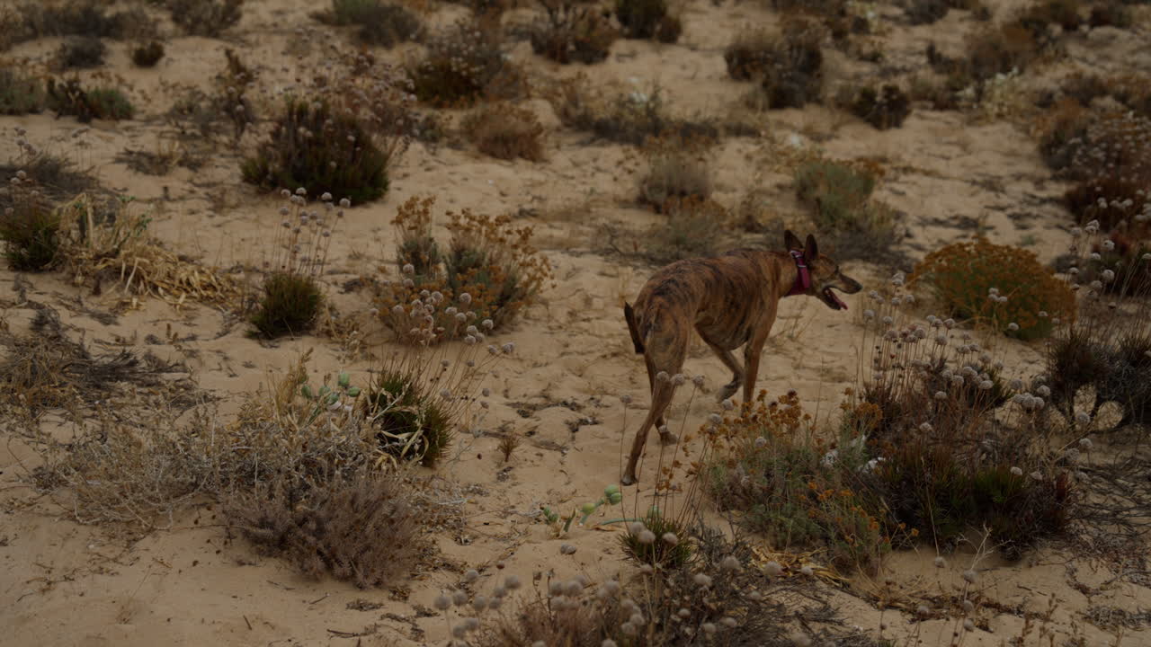 Whippet Dog is walking in desert like nature