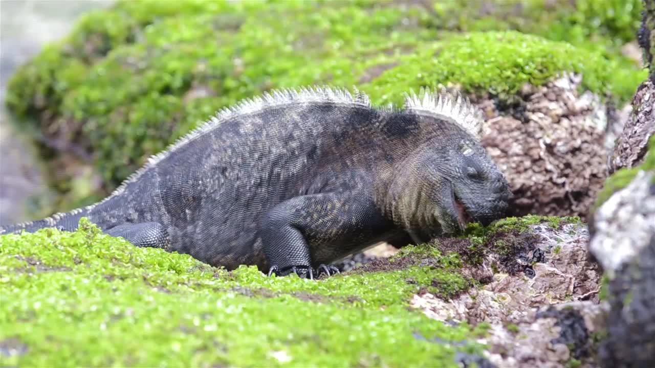 갈라파고스 제도 국립 공원 및 해양 보호구 에콰도르의 페르난디나 섬에 있는 푼타 에스피노자 해안에서 조류를 먹는 해양 이구아나