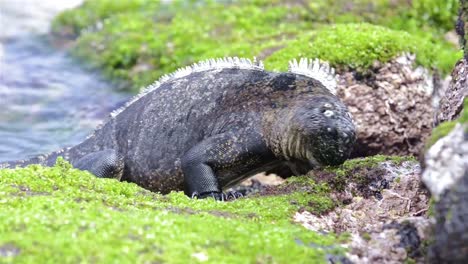 iguana marina comiendo algas en la costa en punta espinoza en la isla fernandina en el parque nacional de las islas galápagos y reserva marina ecuador