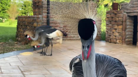 Schöner-Grauer-Kronenkranich-Afrikanischer-Vogel-Drei