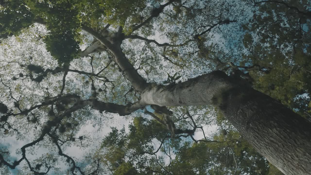 키가 큰 나무의 줄기와 푸른 하늘을 배경으로 나뭇가지를 올려다보는 - 낮은 앵글 샷